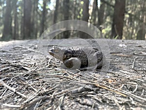 Frog close up. A frog in the forest sits and croaks