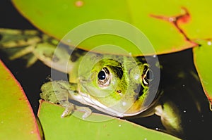 Frog close up in water lilies/frog close up in green leaves of a water lily