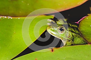 Frog close up in water lilies/frog close up in green leaves of a water lily