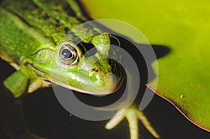 Frog close up in water lilies/frog close up in green leaves of a water lily