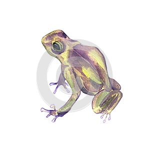 Frog close up watercolor illustration on white background