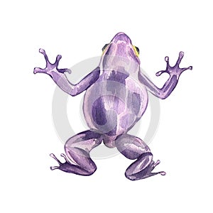 Frog close up watercolor illustration on white background