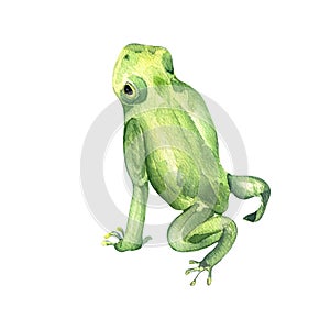 Frog close up watercolor illustration on white background