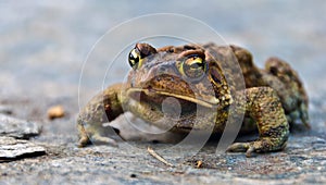 Frog Closeup