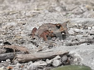 Frog, closeup, focused, still