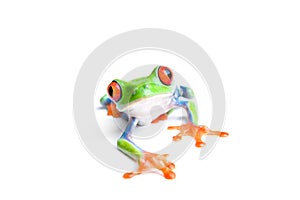 Frog closeup isolated on white