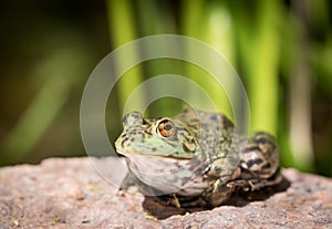 Frog Closeup - Sitting by a Pond