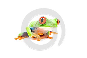 Frog closeup on white