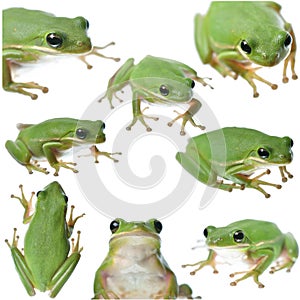 Frog Collage