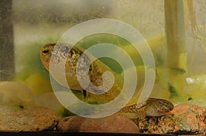 Frog Common Spadefoot - Pelobates fuscus tadpole under water photo