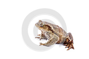 Frog or Common toad (Bufo bufo)