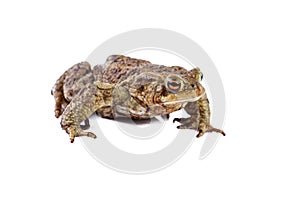 Frog or Common toad or european toad (Bufo bufo)