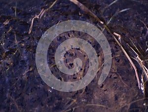 Frog corpse and tadpoles in the pond