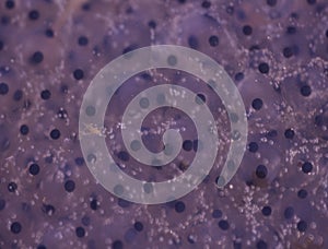 Frog corpse and tadpoles in the pond