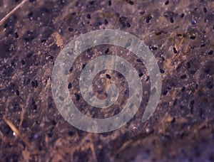 Frog corpse and tadpoles in the pond