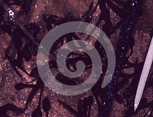 Frog corpse and tadpoles