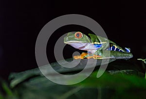 Frog in Costa Rica