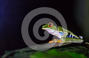 Frog in Costa Rica