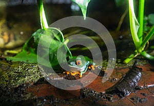 Frog in Costa Rica