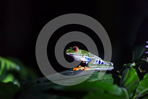 Frog in Costa Rica