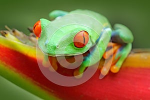 Frog from Costa Rica. Beautiful frog in forest, exotic animal from central America, red flower. Red-eyed Tree Frog, Agalychnis cal