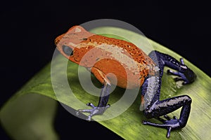 Frog Costa Rica photo