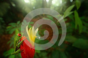 Frog from Costa Rica, wide angle lens. Wildlife scene tropic forest, animal in the habitat. Animal in jungle. Red-eyed Tree Frog