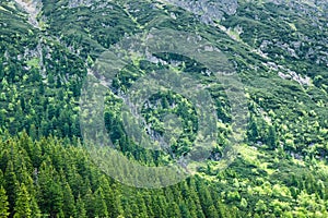 Frog Couloir on wooded slope in Tatra