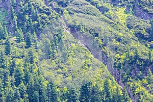 Frog Couloir on wooded slope in Tatra