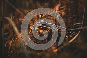 Frog crawling on the moss in the forest