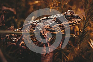 Frog crawling on the moss in the forest.