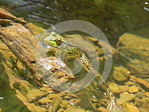 Frog in Creek