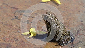 Frog croaking with large vocal sac