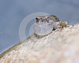 Frog Croaking on a Rock