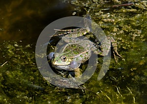 Frog croaks in water of a pond