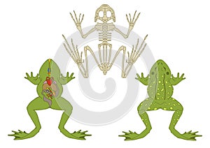 Frog, cross-section and skeleton