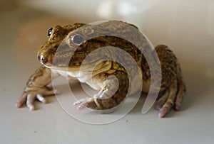 A frog crouched on the floor. Rana rugulosa Wiegmann is a species of frog that is commonly cultivated for food.