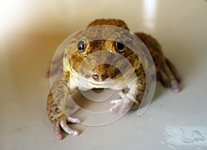 A frog crouched on the floor. Rana rugulosa Wiegmann is a species of frog that is commonly cultivated for food.