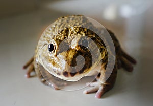 A frog crouched on the floor. Rana rugulosa Wiegmann is a species of frog that is commonly cultivated for food.