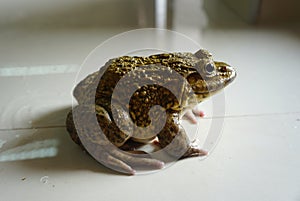 A frog crouched on the floor. Rana rugulosa Wiegmann is a species of frog that is commonly cultivated for food.