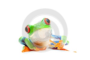 Frog curious isolated on white