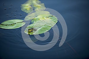 Frog in the Danube Delta area,  Romania,  in a sunny summer day