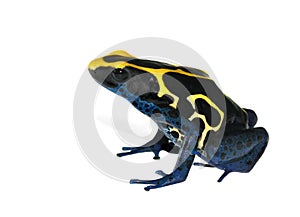 Frog Dendrobates tinctorius photo