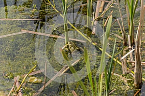 Frog in a dirty lake with garbage