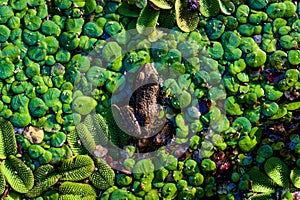 Frog into duckweed