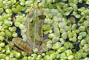 Frog in a duckweed