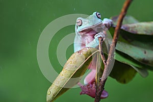 Frog, dumpy frog, animal, reptile, wildlife, nature,