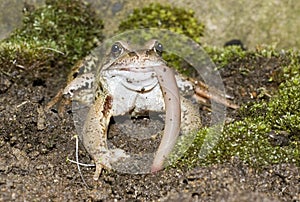 Frog eating head on view