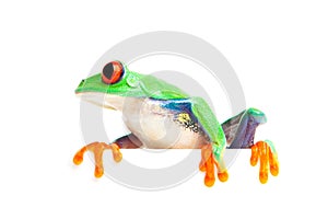 Frog on edge isolated white