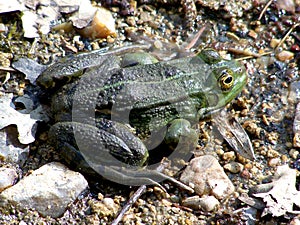 Frog at the edge of a pond